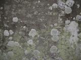 image of grave number 899175